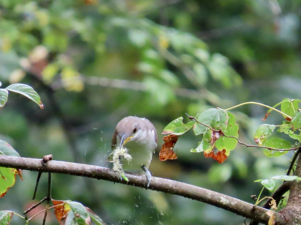 Yellow-billed Cuckoo - ML641977833
