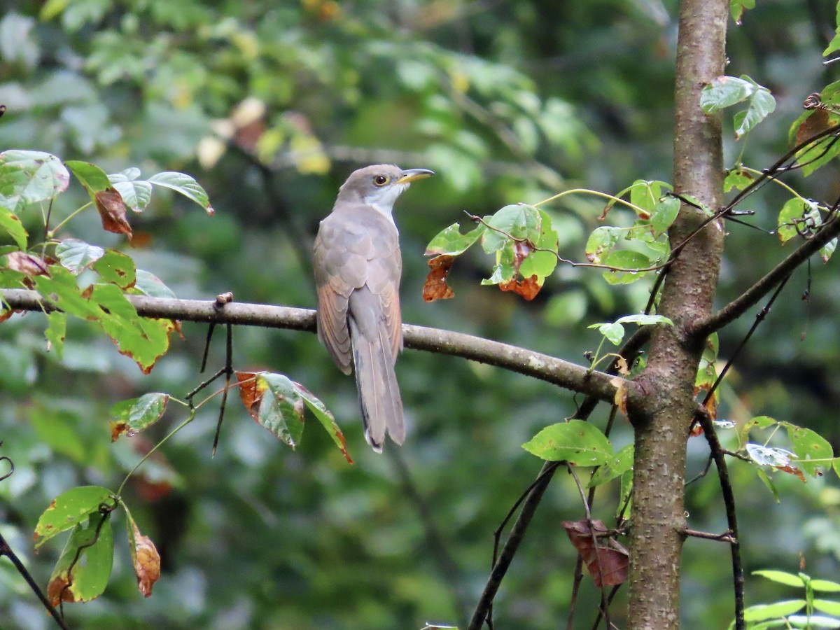 Yellow-billed Cuckoo - ML641977834