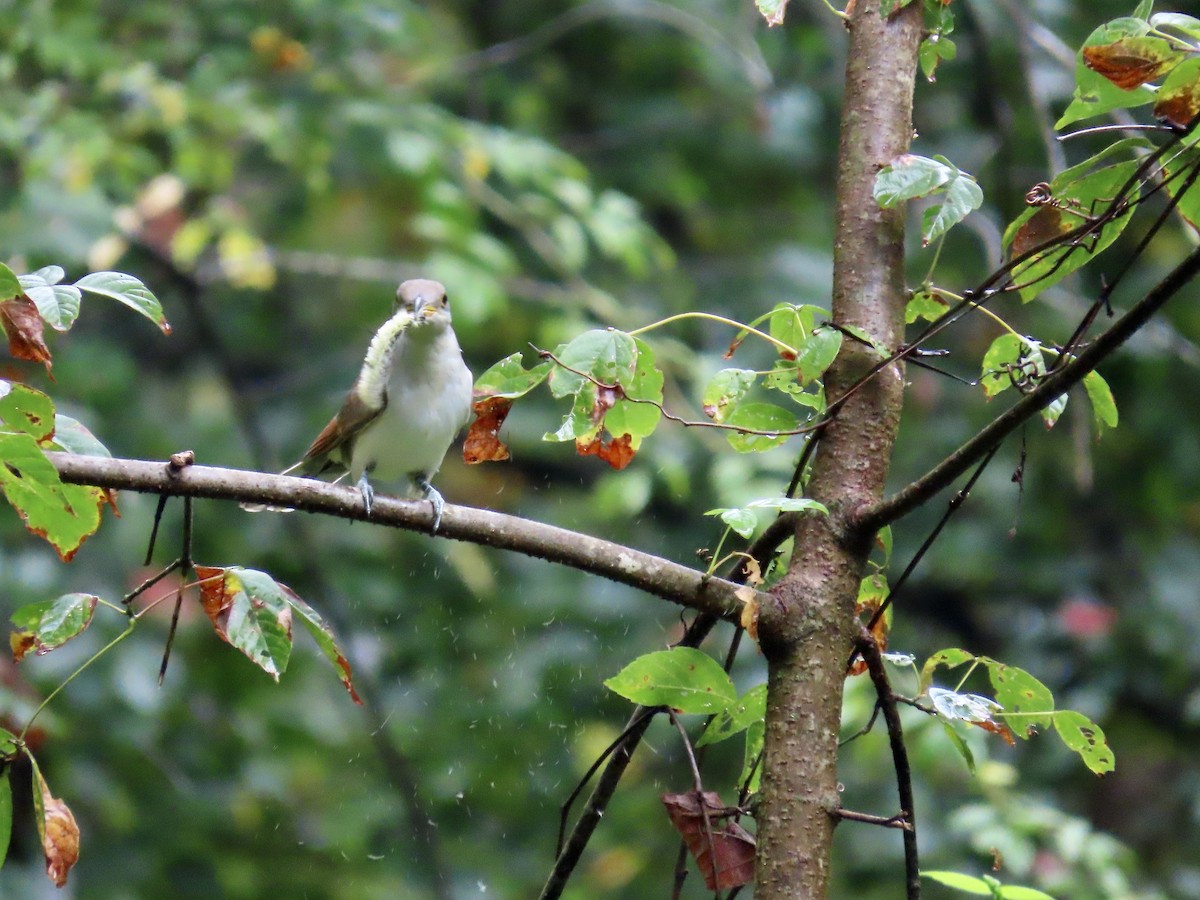 Yellow-billed Cuckoo - ML641977837