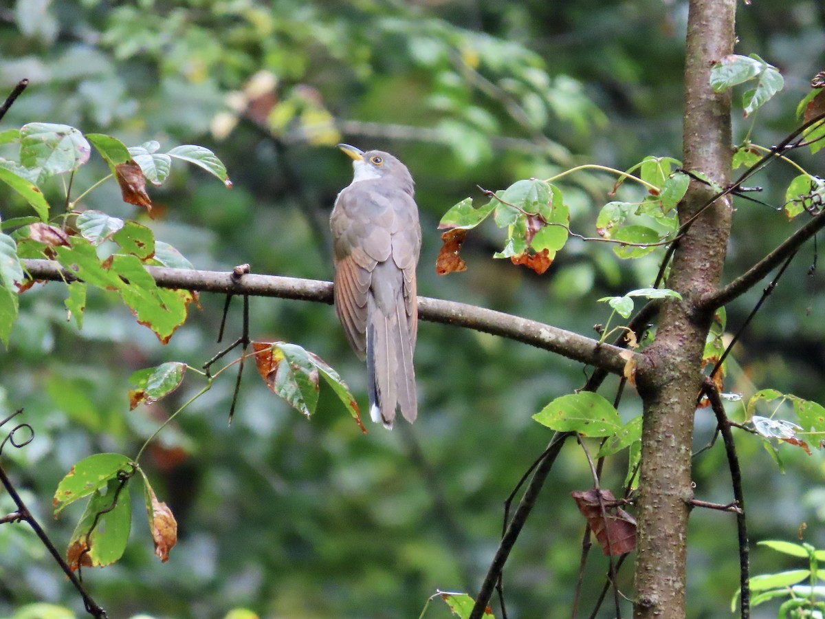 Yellow-billed Cuckoo - ML641977838