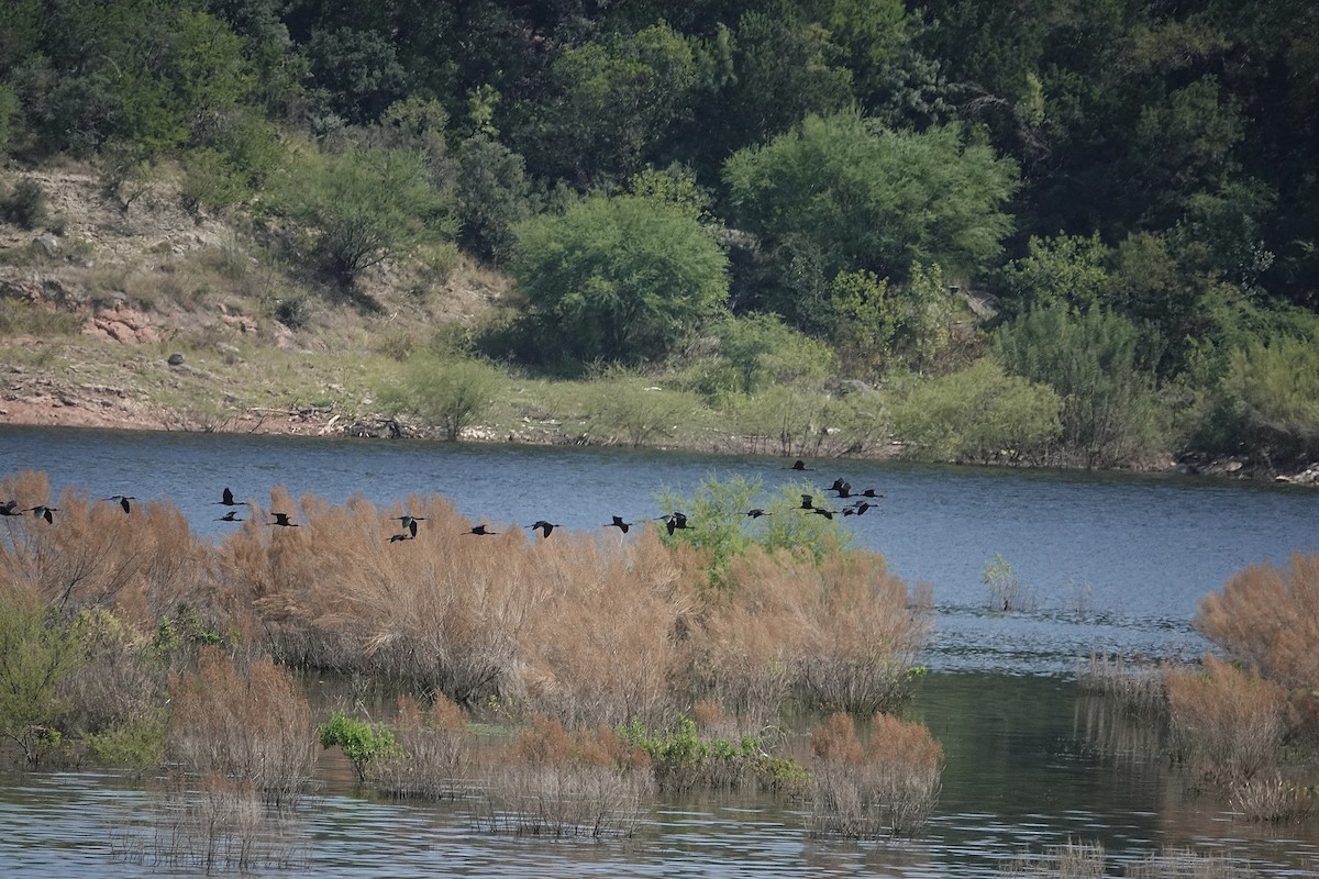 White-faced Ibis - ML641977845