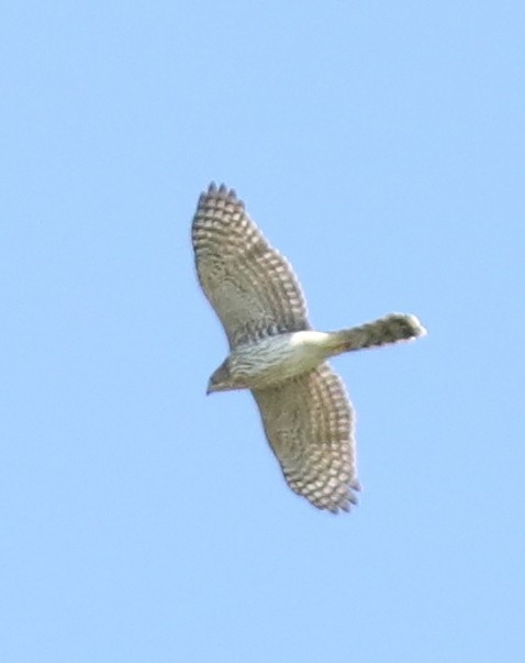Cooper's Hawk - ML641977847