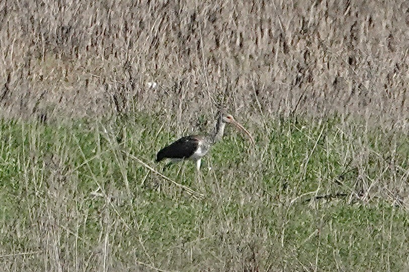 White Ibis - ML641977850