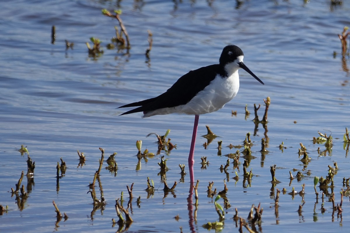 Black-necked Stilt (Hawaiian) - ML641977855