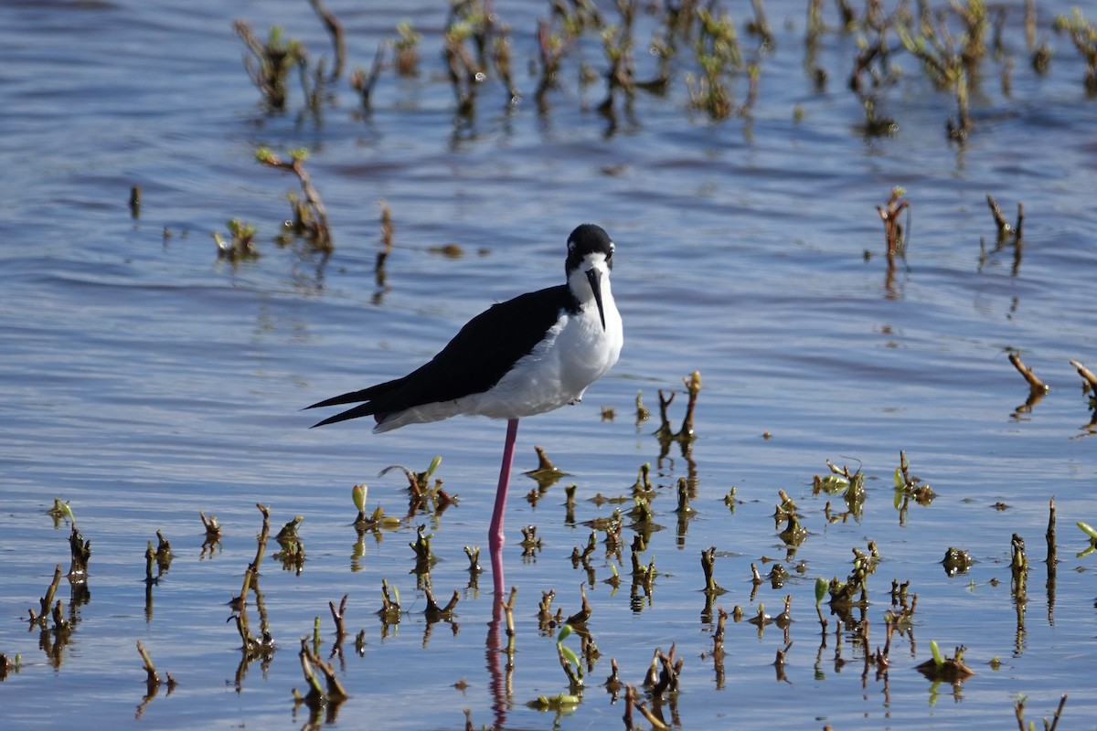Black-necked Stilt (Hawaiian) - ML641977856