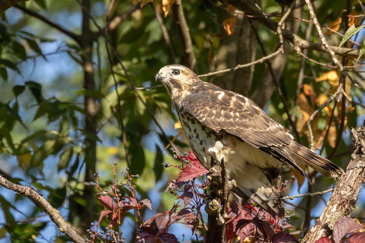 Broad-winged Hawk - ML641977861