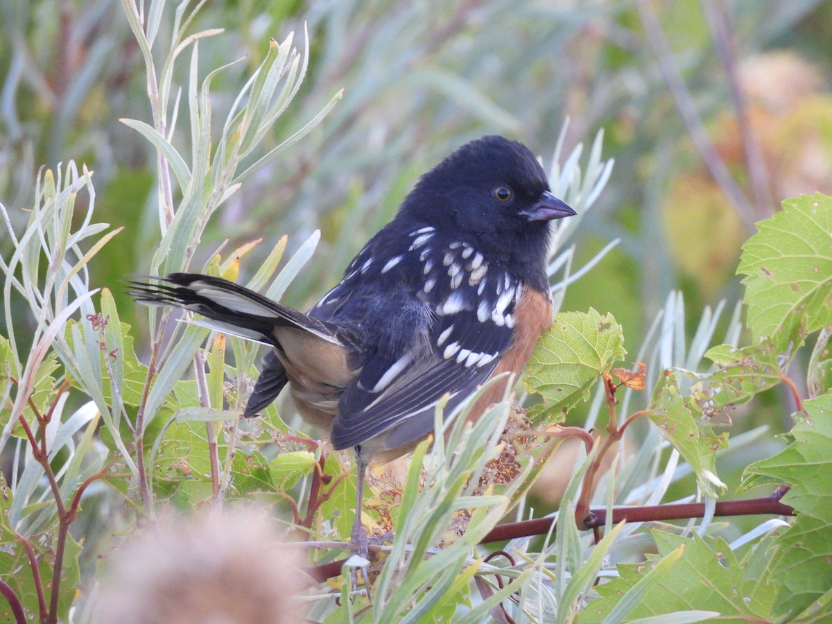 Spotted Towhee - ML641977862