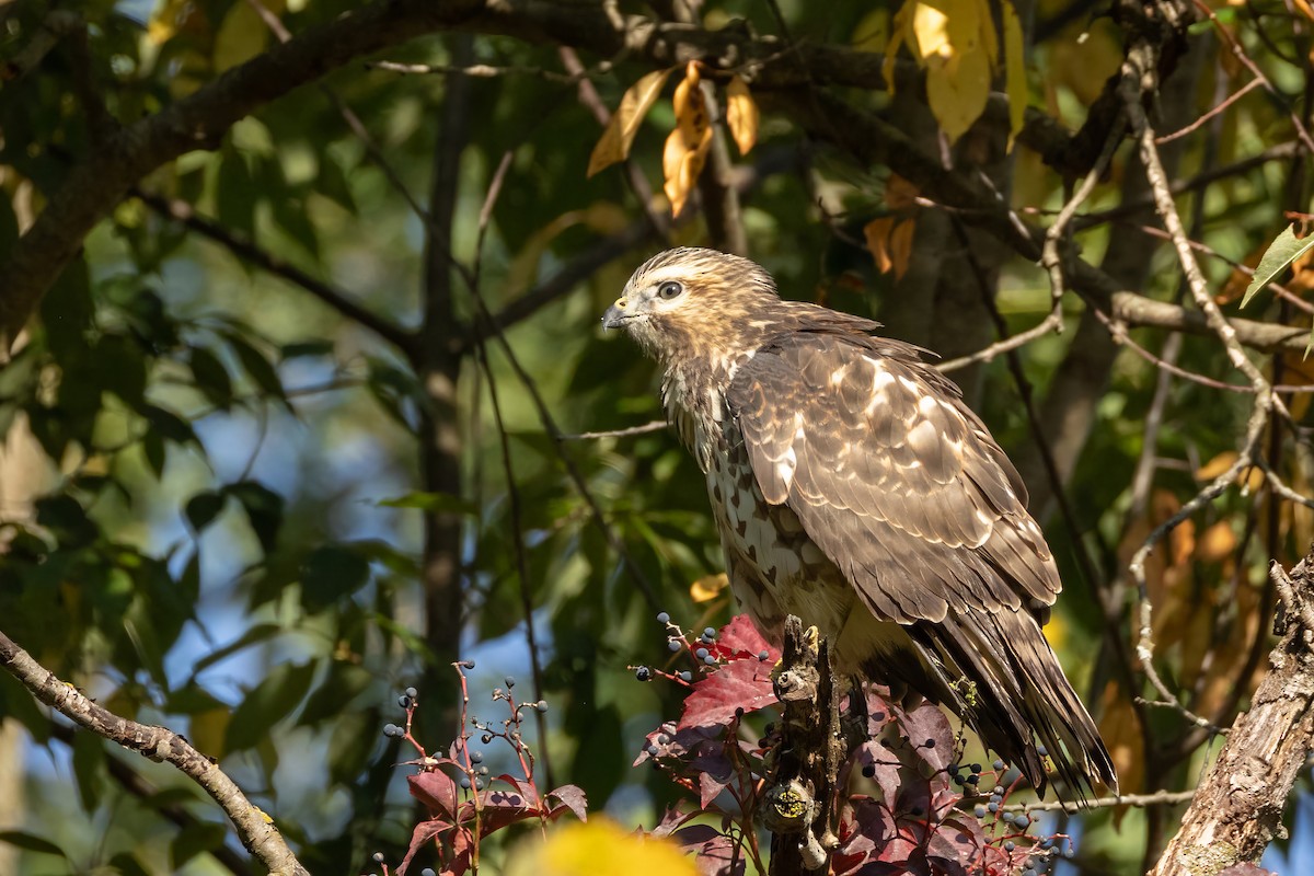 Broad-winged Hawk - ML641977868