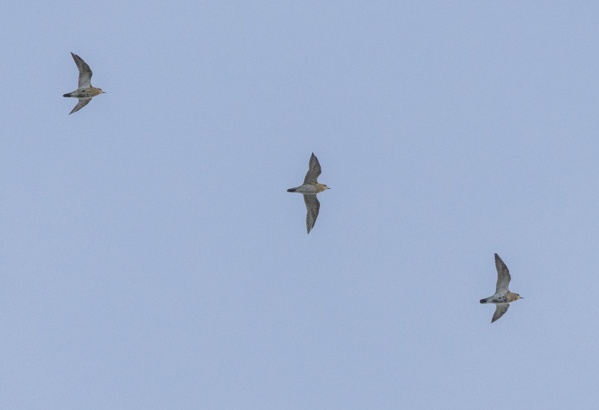 European Golden-Plover - ML641977874
