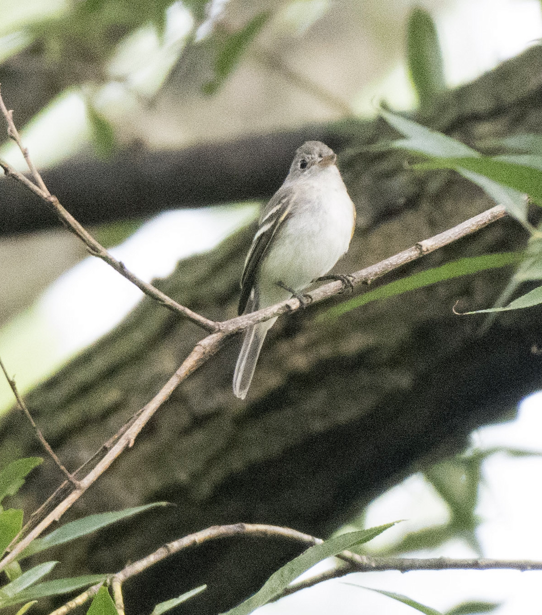 Least Flycatcher - ML641977878