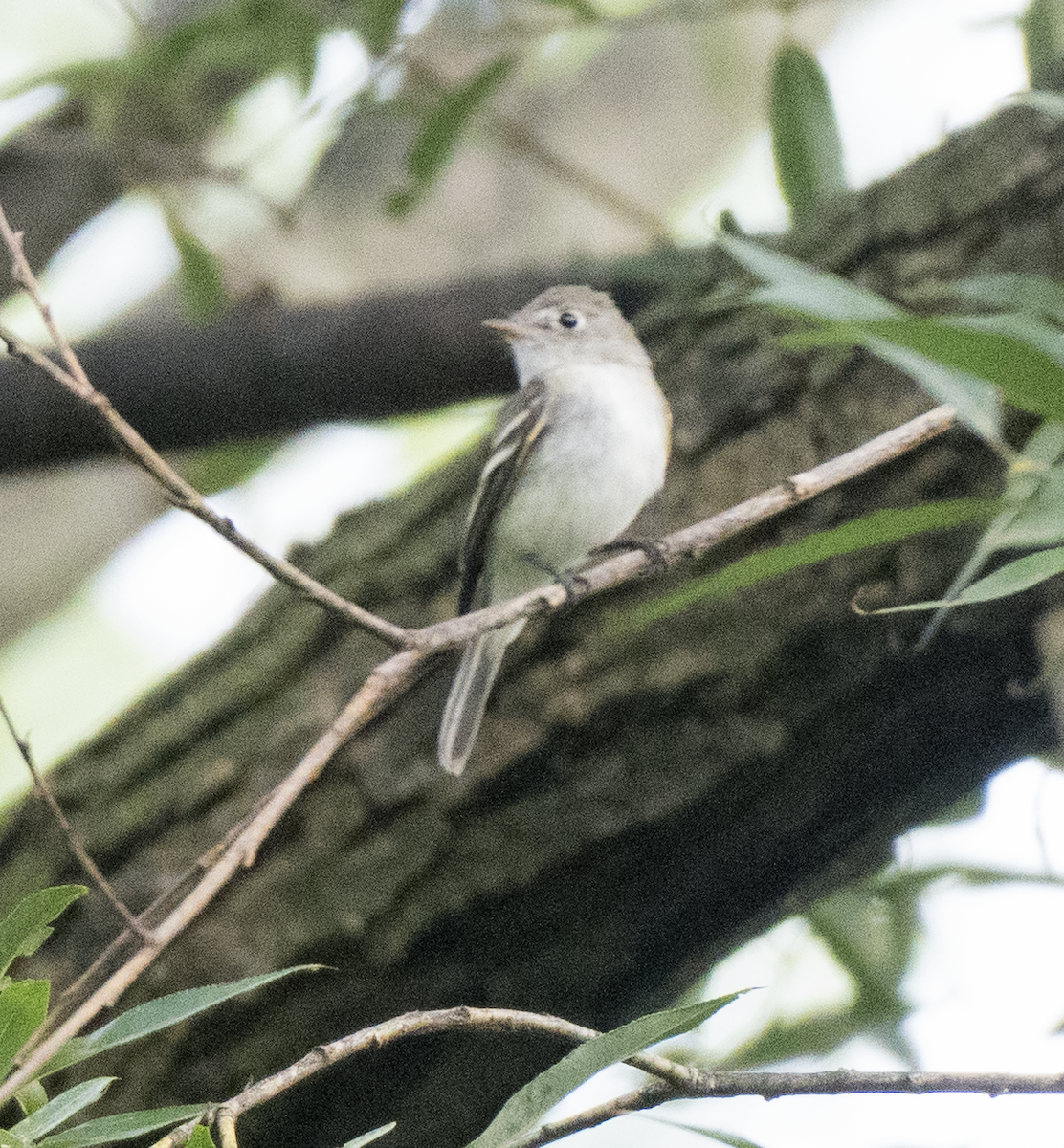 Least Flycatcher - ML641977879