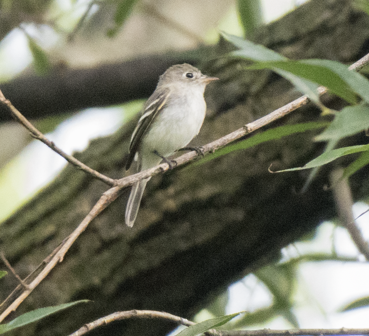 Least Flycatcher - ML641977880