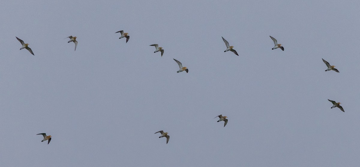 European Golden-Plover - ML641977881