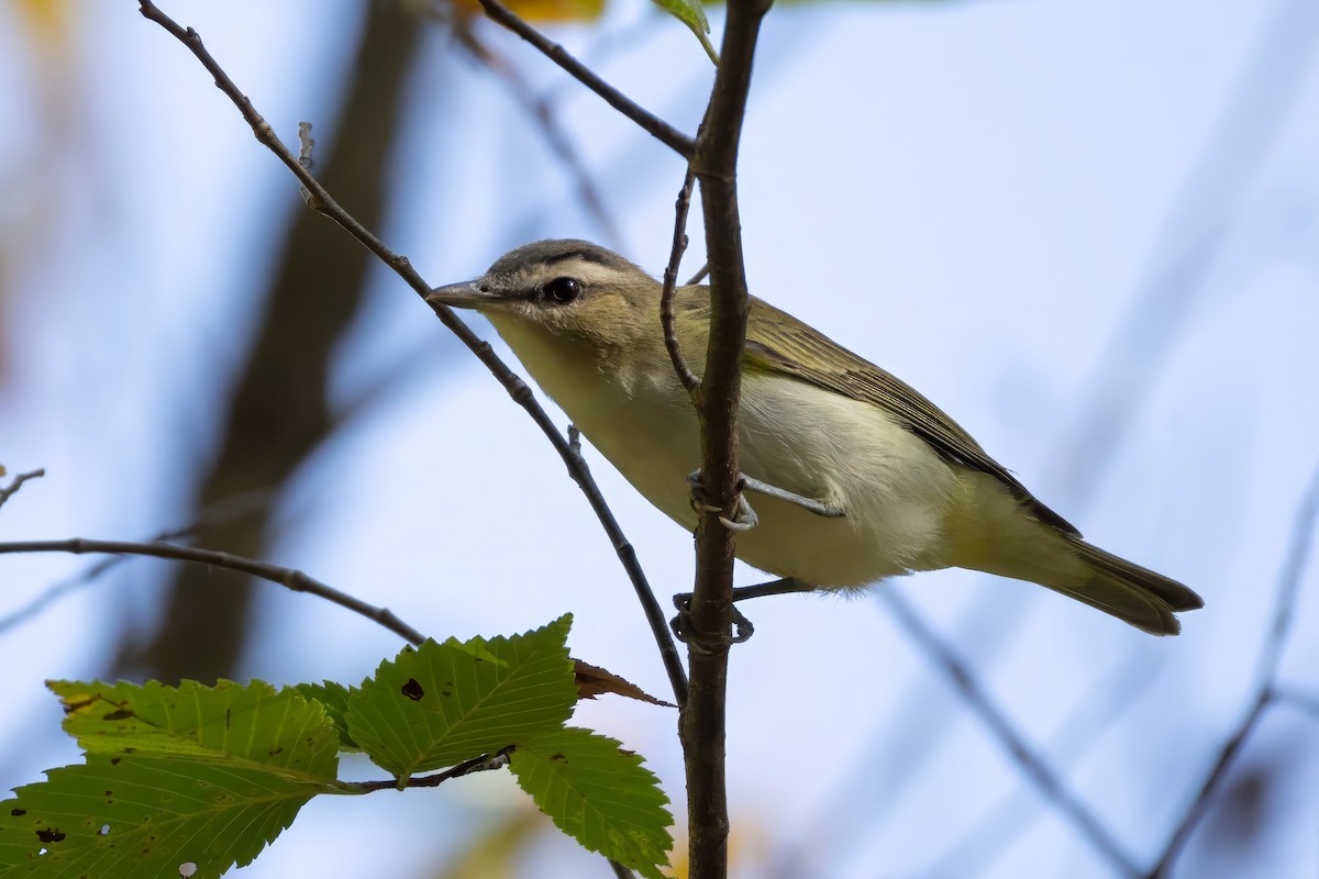Red-eyed Vireo - ML641977887