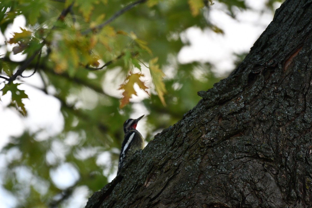 Yellow-bellied Sapsucker - ML641977890