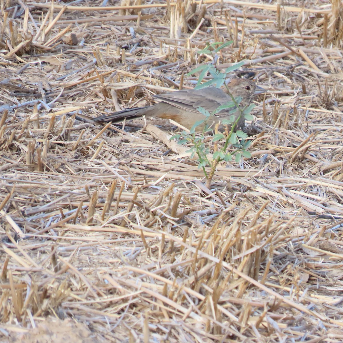Canyon Towhee - ML641977895
