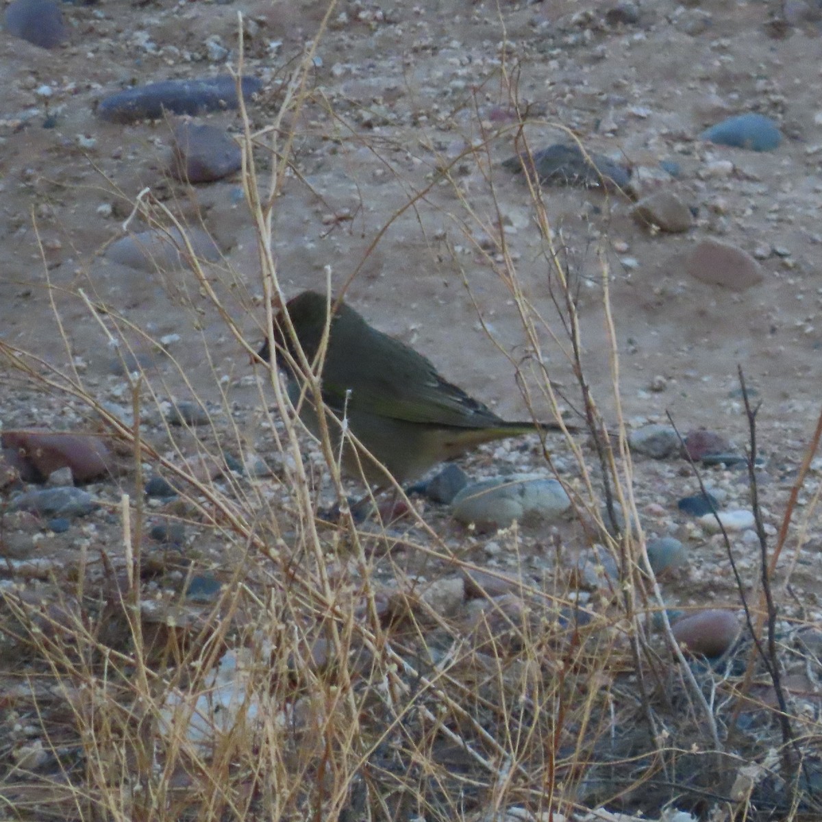 Green-tailed Towhee - ML641977902