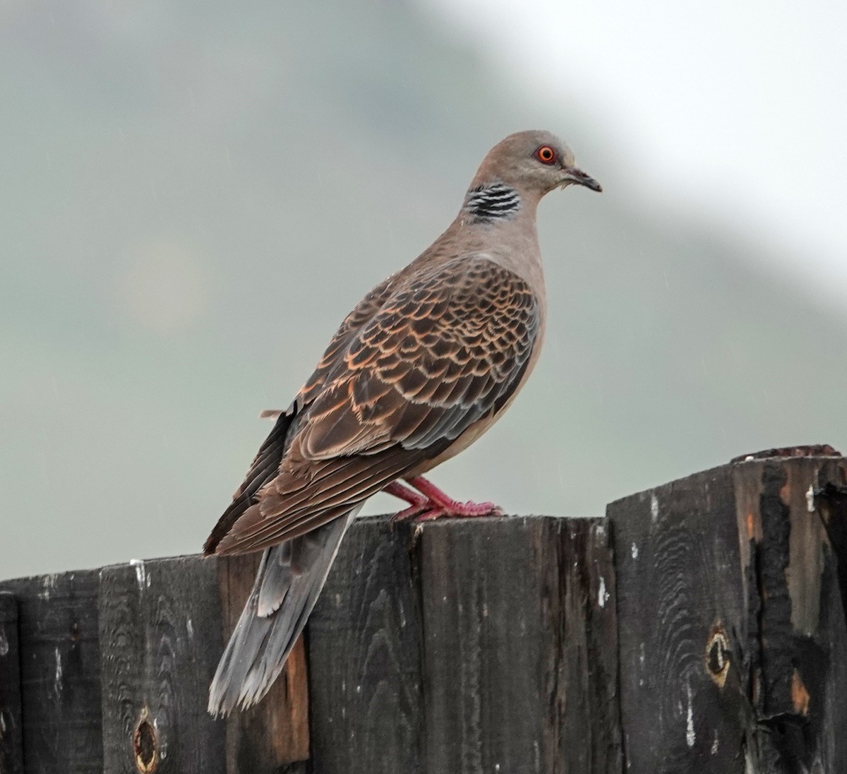 Oriental Turtle-Dove - ML641977906