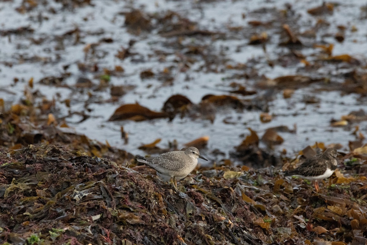 Red Knot - ML641977912