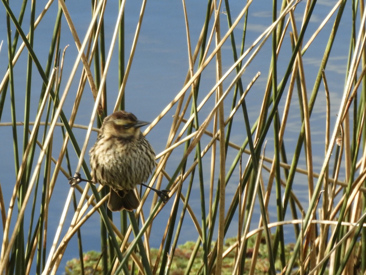 Yellow-winged Blackbird - ML641977915