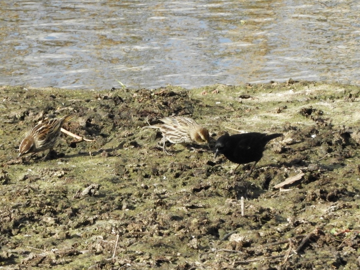 Yellow-winged Blackbird - ML641977916