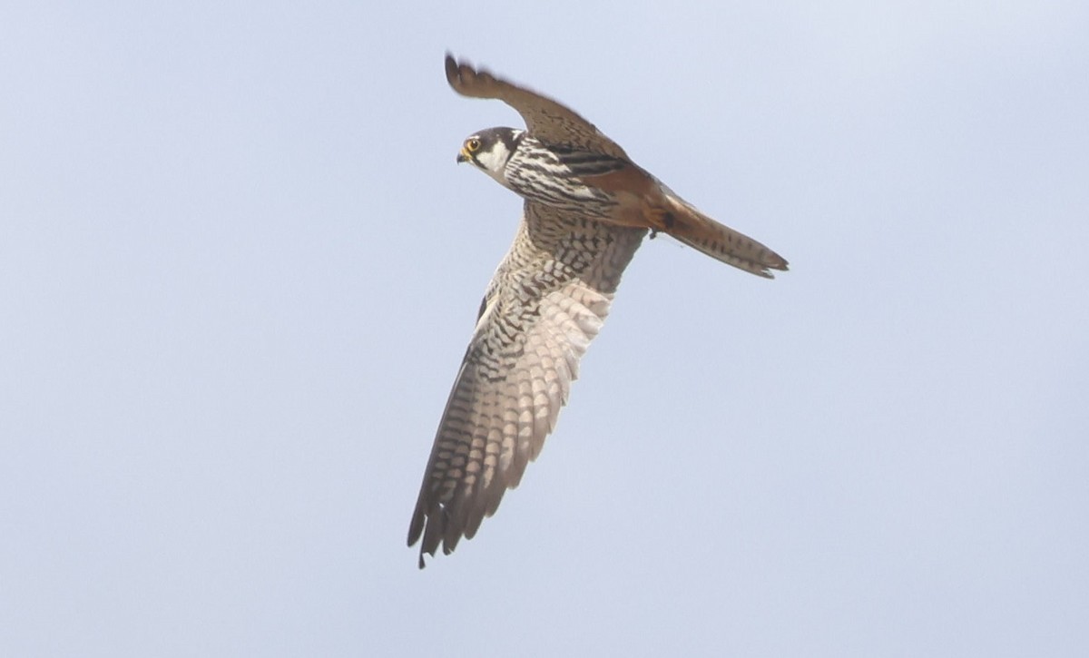 Eurasian Hobby - ML641977919