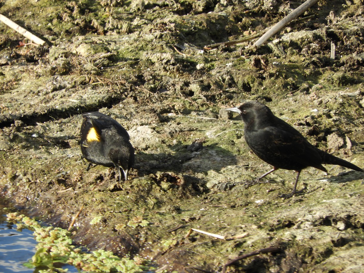 Yellow-winged Blackbird - ML641977920