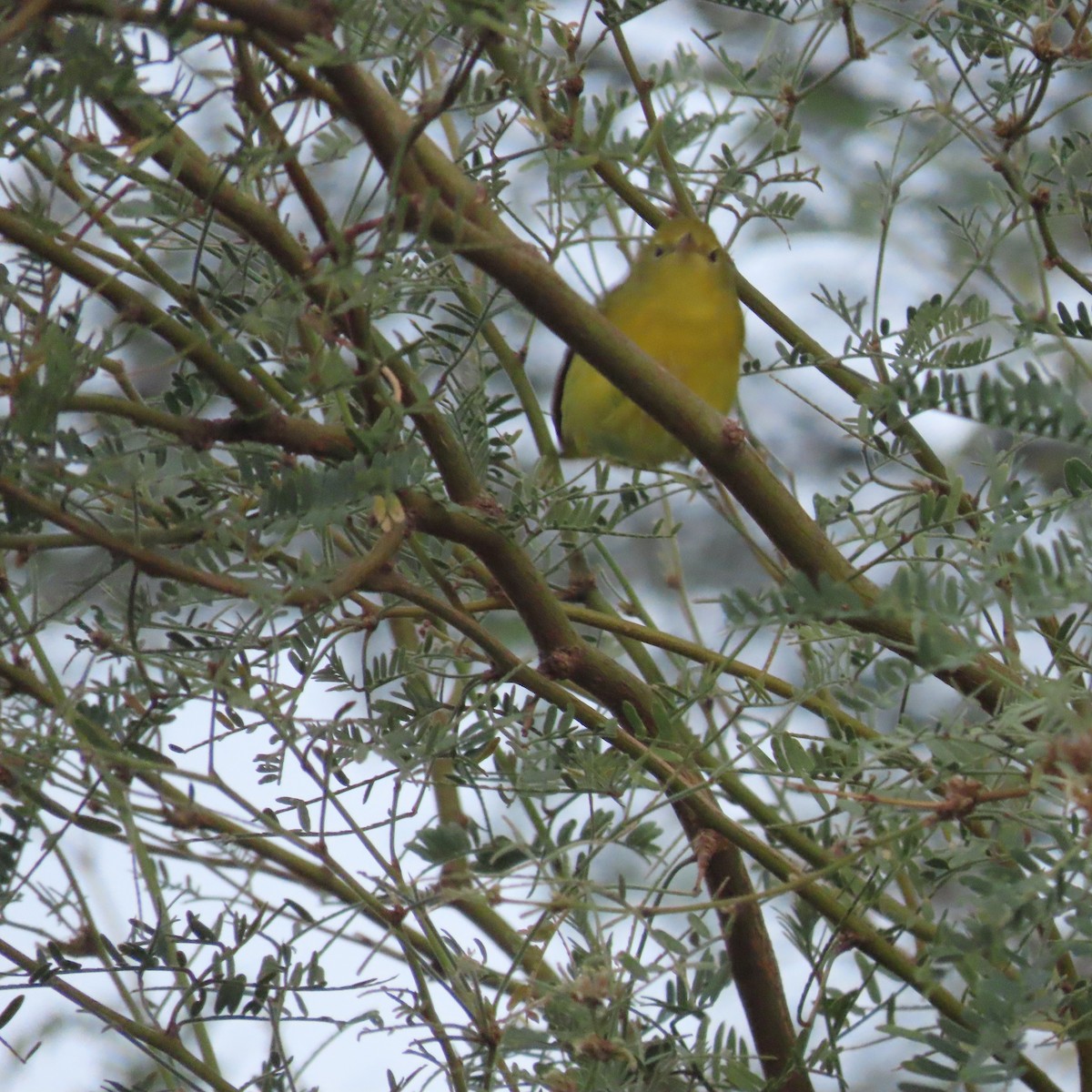 Yellow Warbler - ML641977922