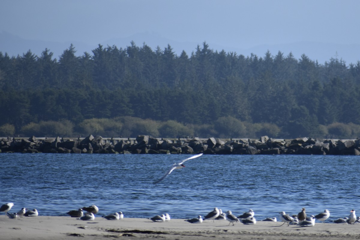 Caspian Tern - ML641977924