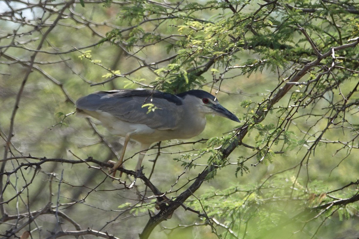 Black-crowned Night Heron - ML641977935