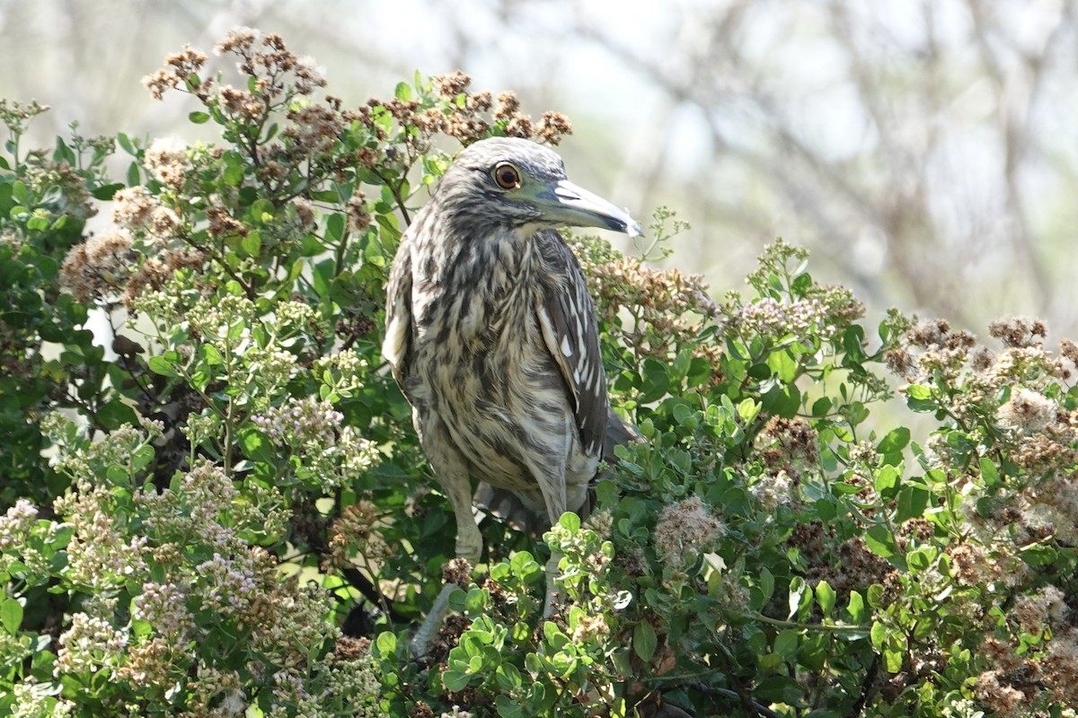 Black-crowned Night Heron - ML641977936