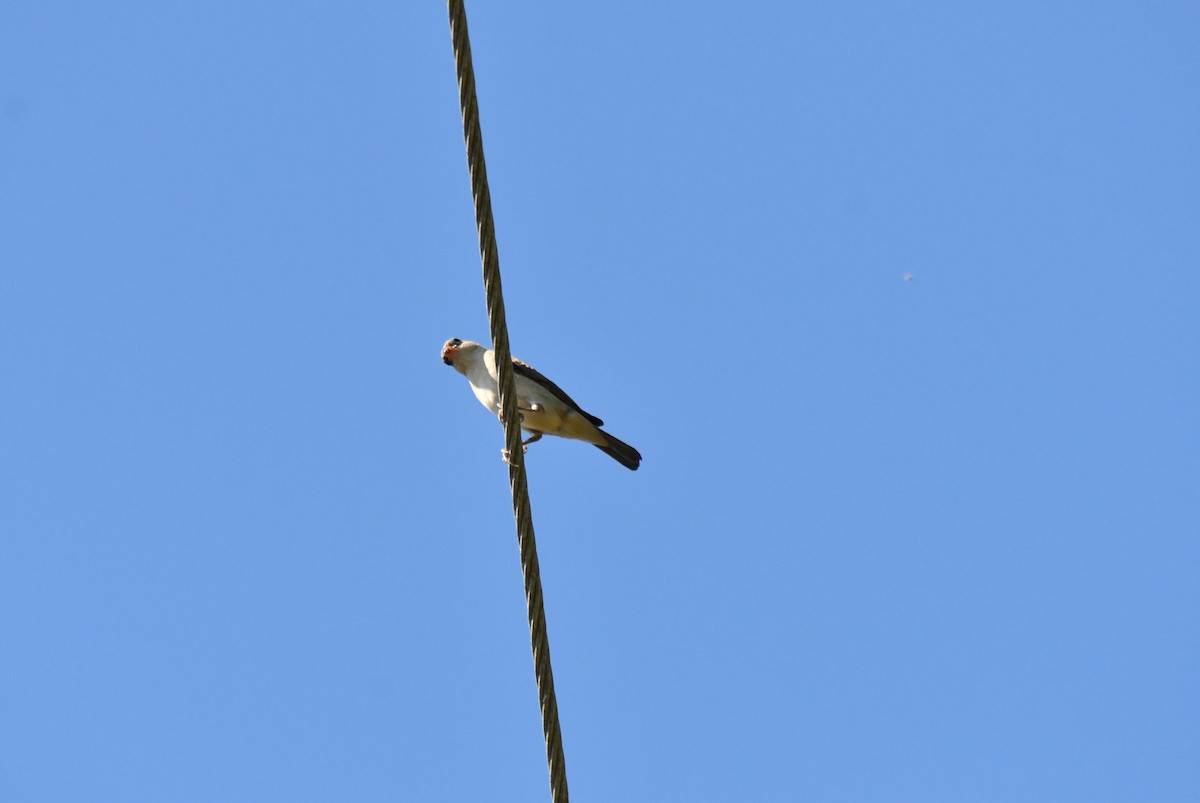 Pin-tailed Whydah - ML641977938