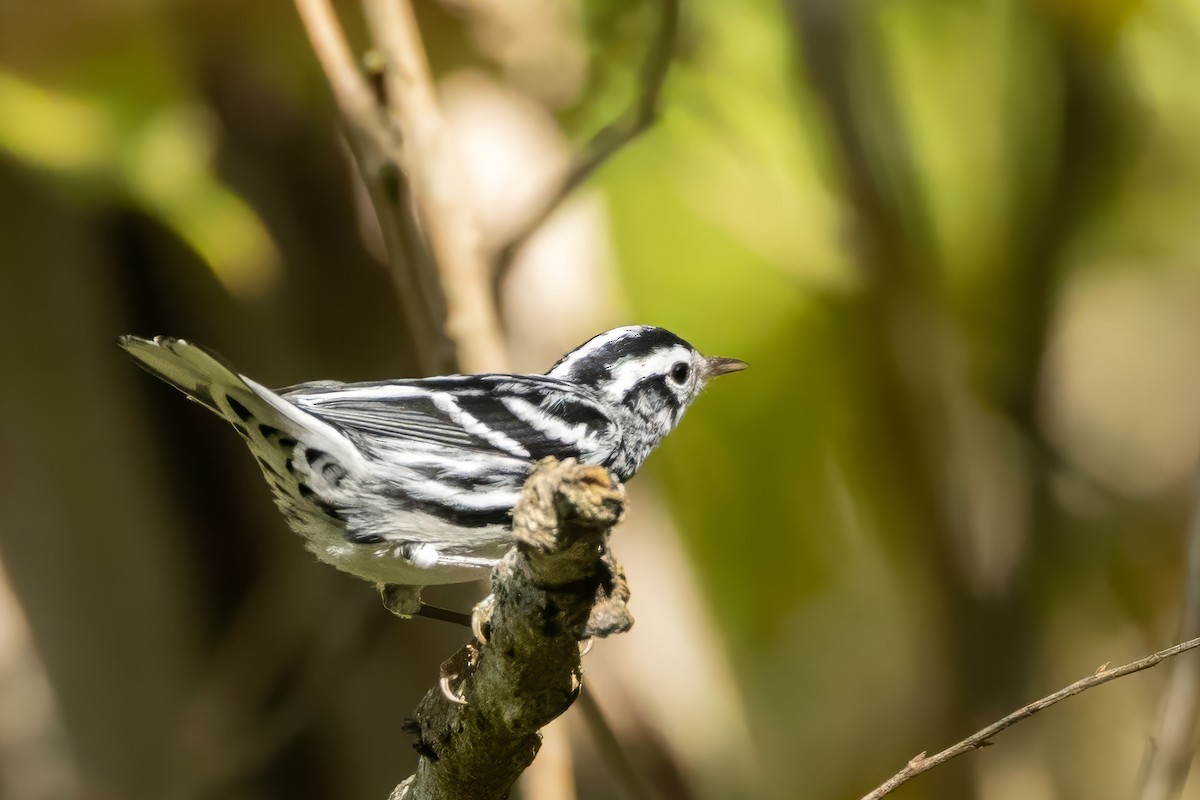 Black-and-white Warbler - ML641977939