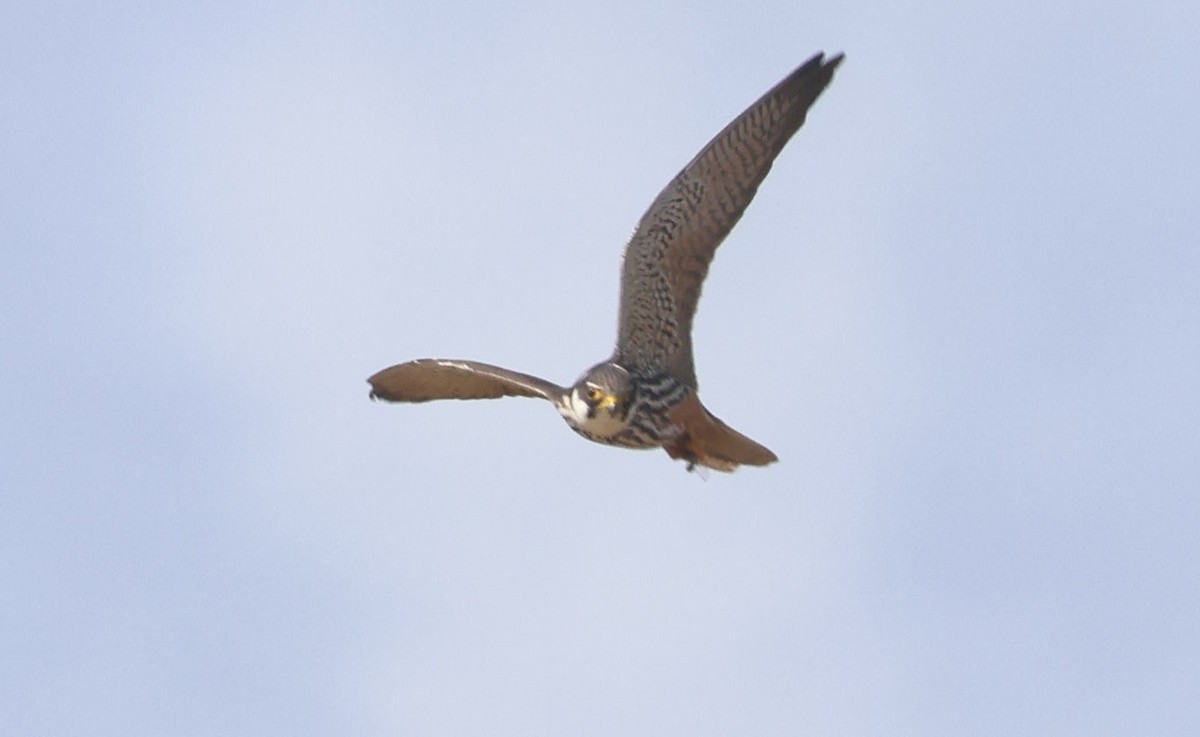 Eurasian Hobby - ML641977940
