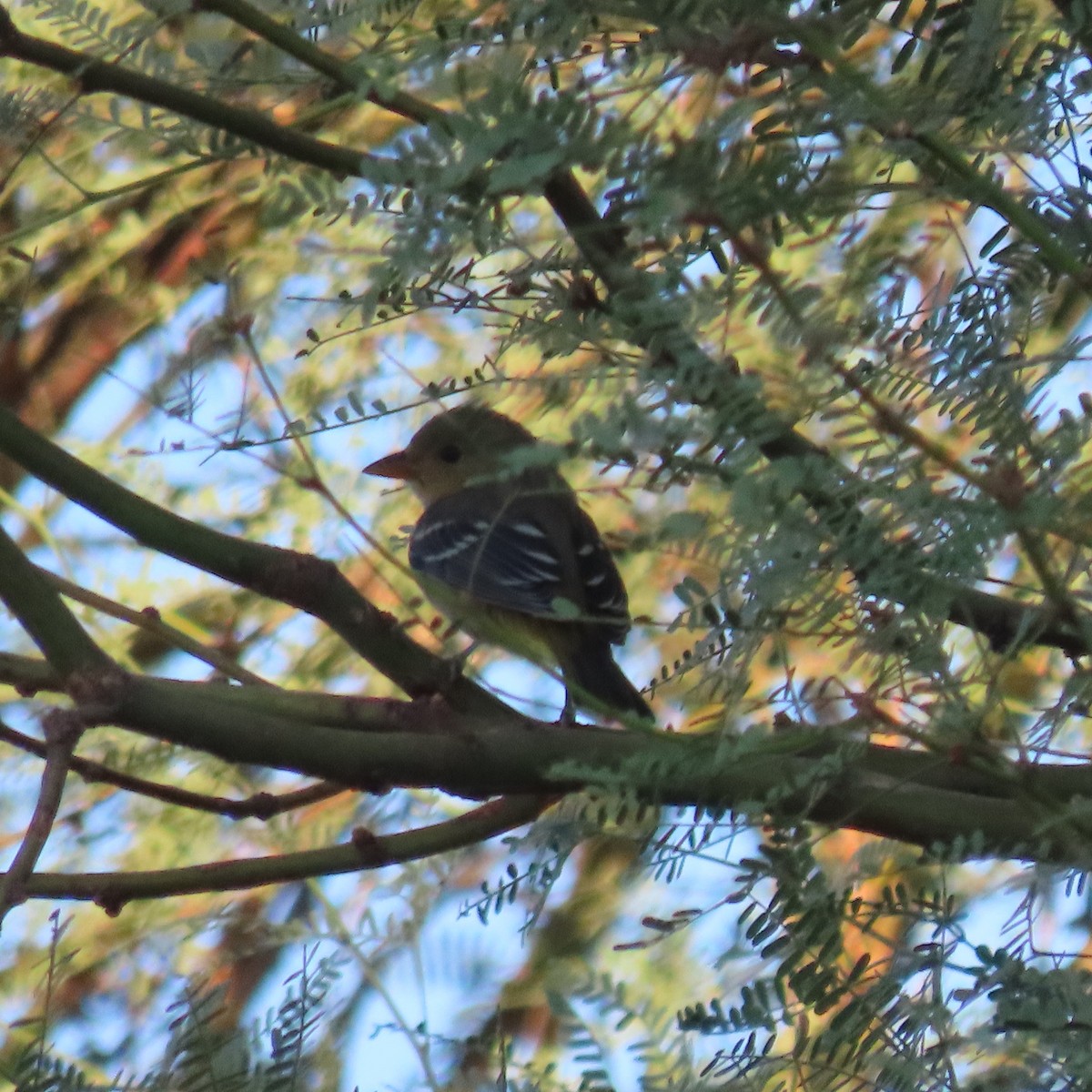 Western Tanager - ML641977946
