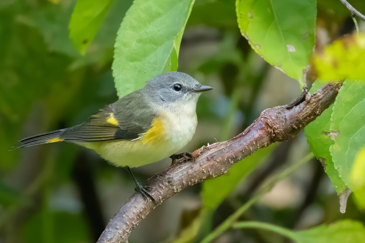 American Redstart - ML641977948