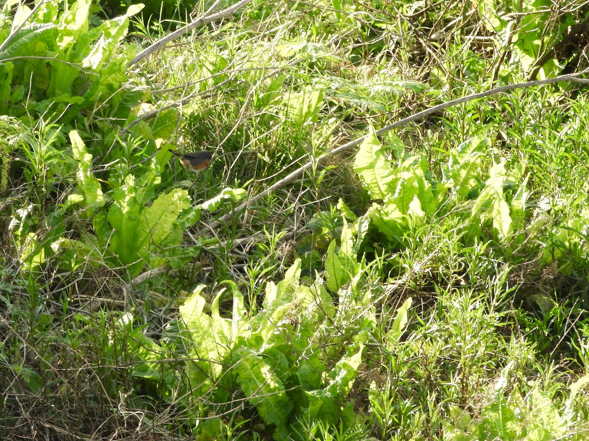 Black-and-rufous Warbling Finch - ML641977949