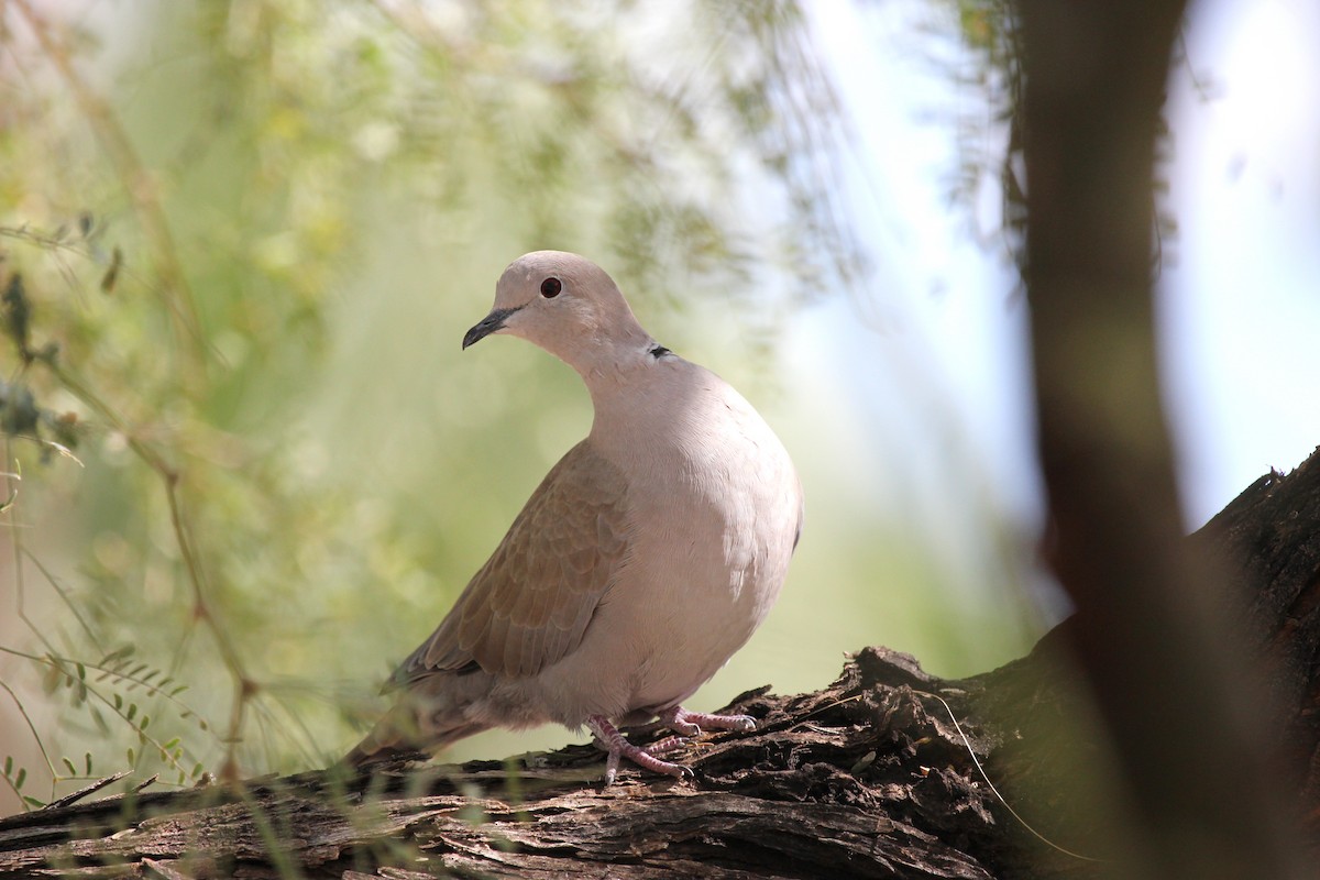Eurasian Collared-Dove - ML641977951