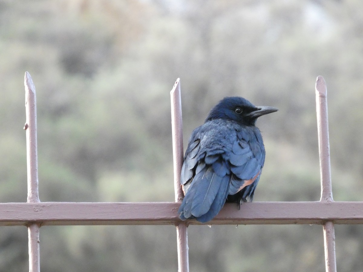 Red-winged Starling - ML641977953