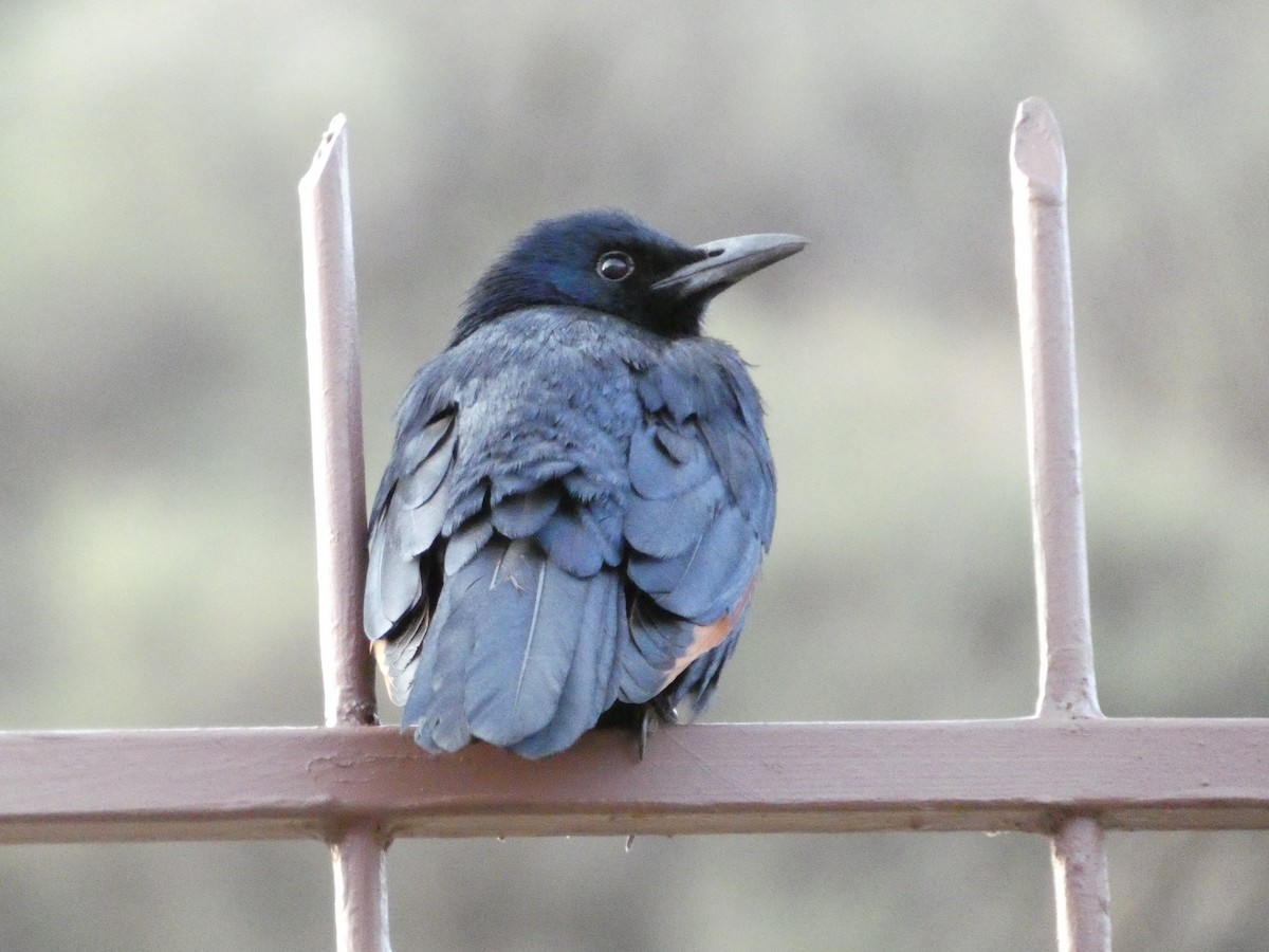 Red-winged Starling - ML641977954