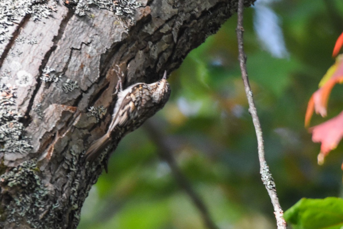 Brown Creeper - ML641977956