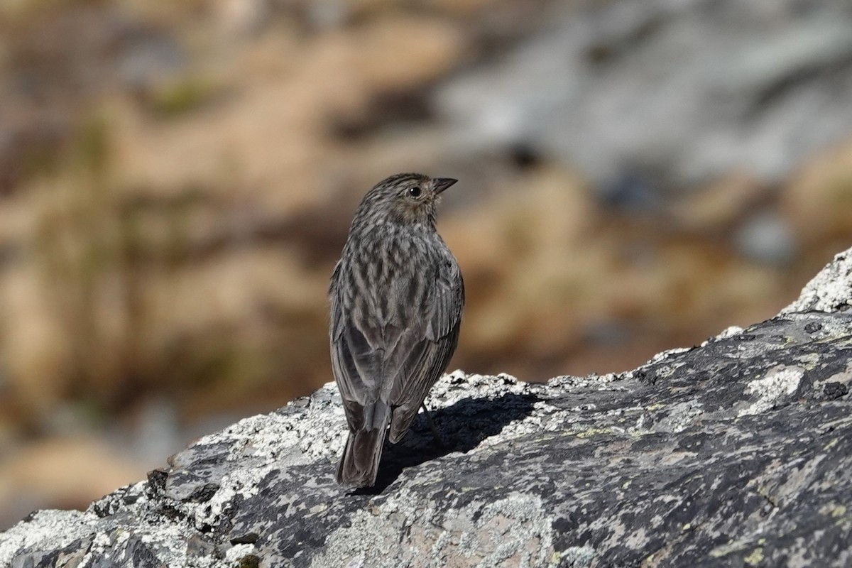 Plumbeous Sierra Finch - ML641977958