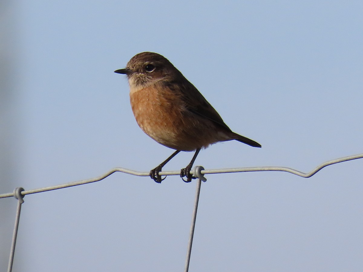 European Stonechat - ML641977961