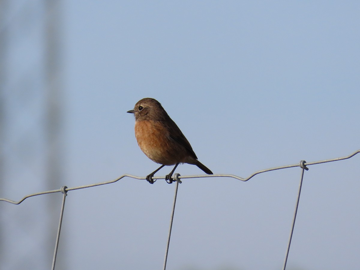 European Stonechat - ML641977962