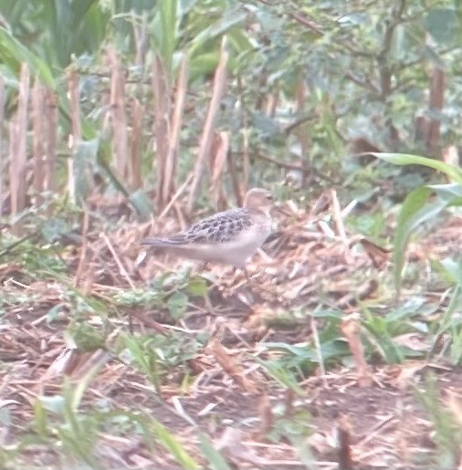 Buff-breasted Sandpiper - ML641977981