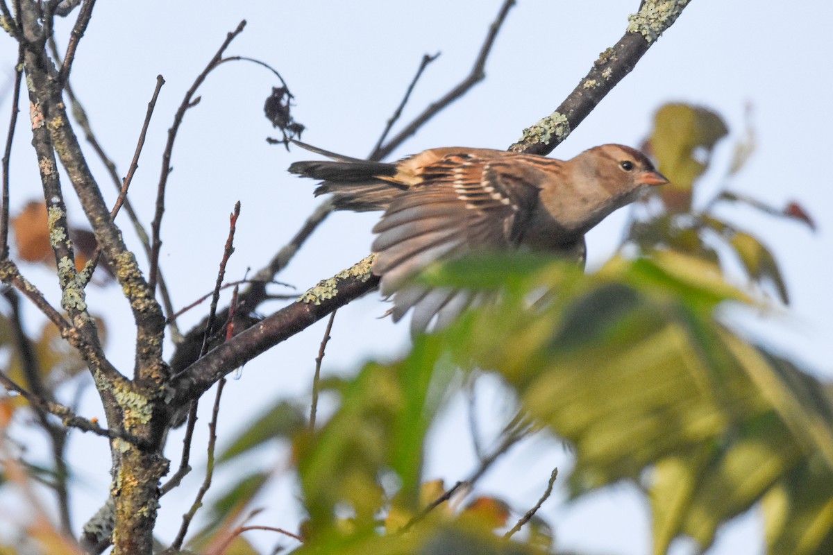 White-crowned Sparrow - ML641977983