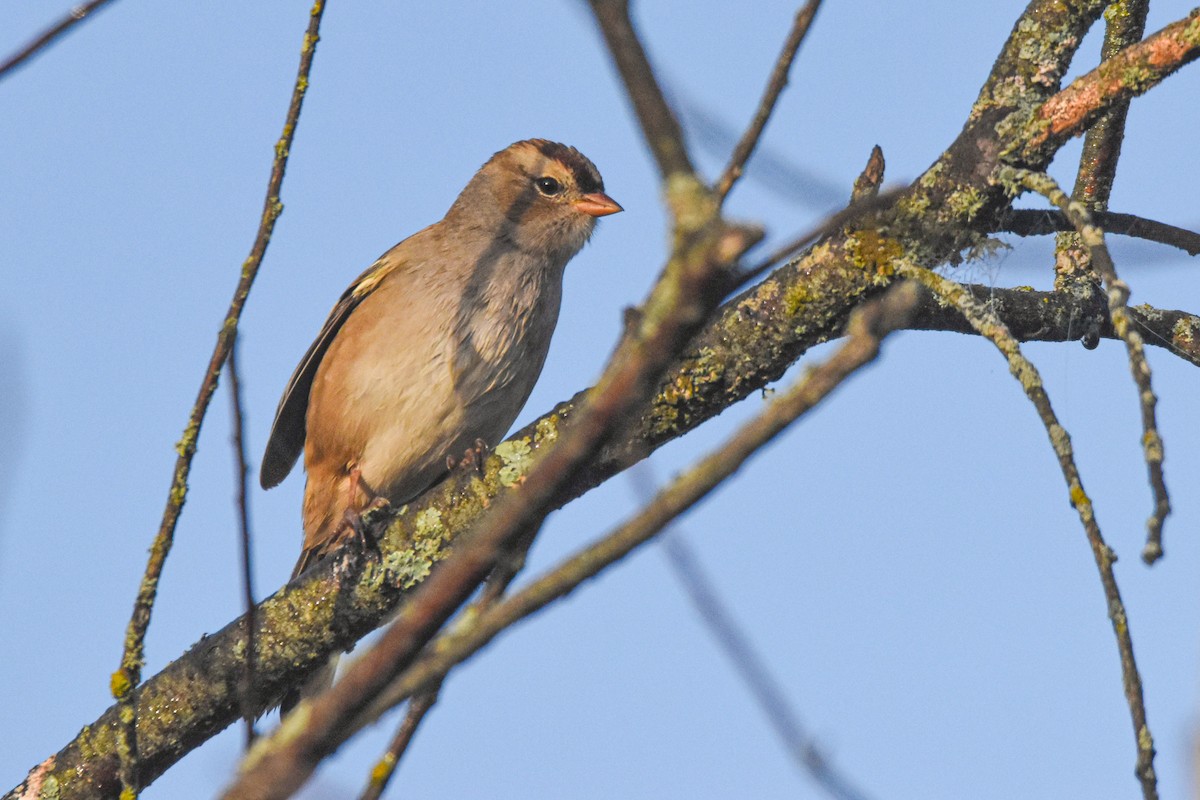 White-crowned Sparrow - ML641977984