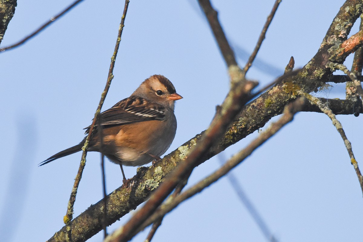 White-crowned Sparrow - ML641977985