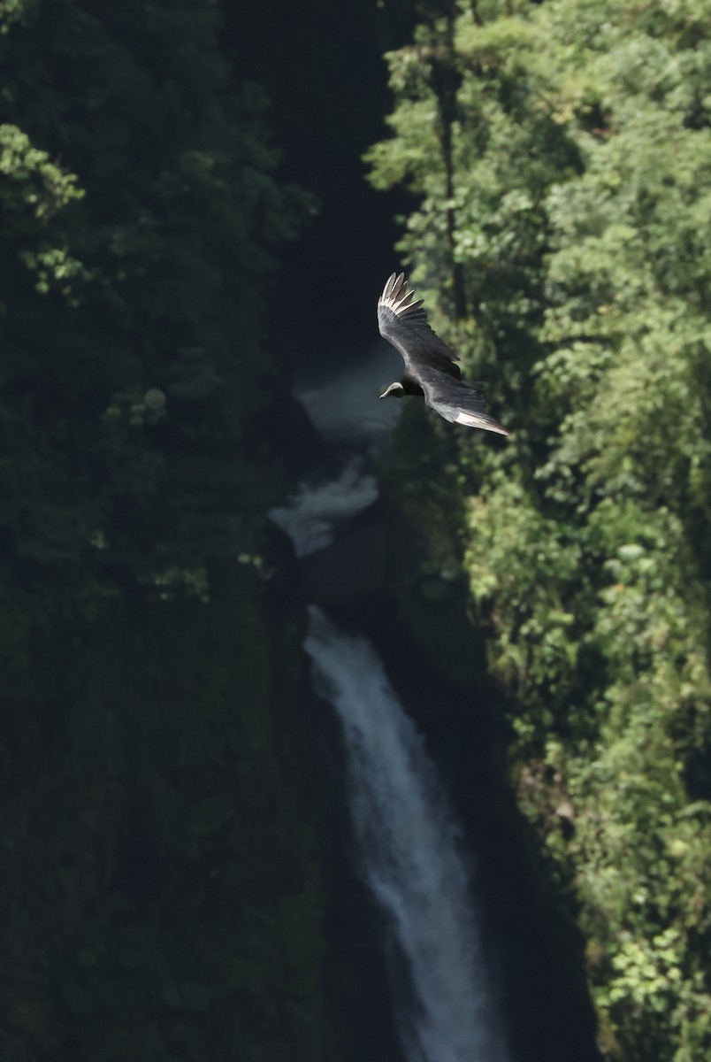 Black Vulture - ML641977992