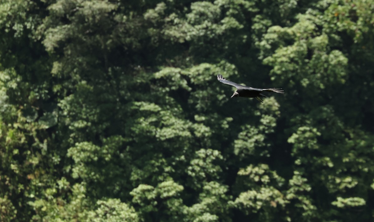 Black Vulture - ML641977993